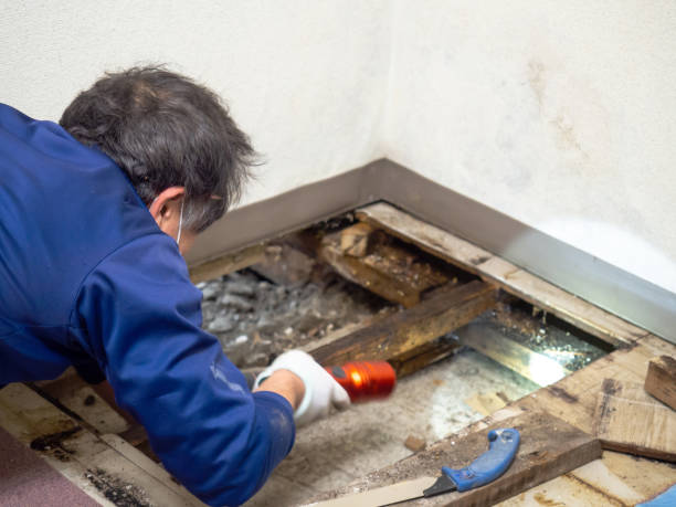 Best Mold Cleaning Services  in Conehatta, MS