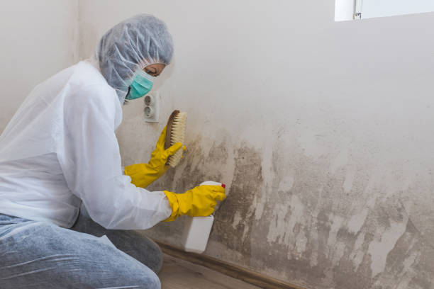 Best Certified Mold Removal  in Conehatta, MS
