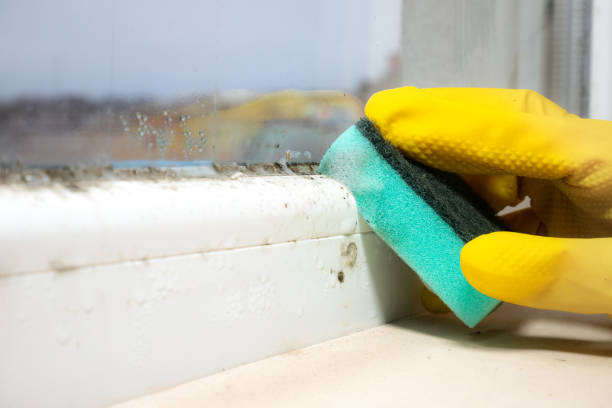 Professional Mold Removal in Conehatta, MS