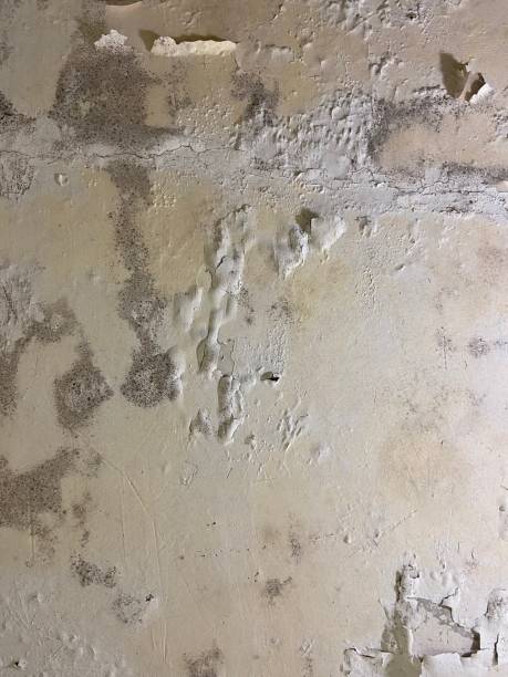 Best Attic Mold Removal  in Conehatta, MS