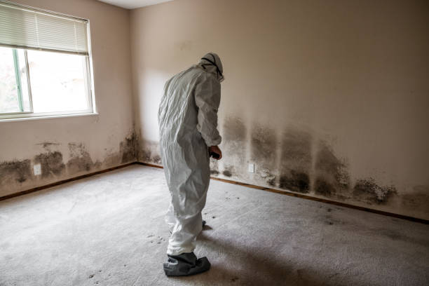 Best Residential Mold Removal  in Conehatta, MS